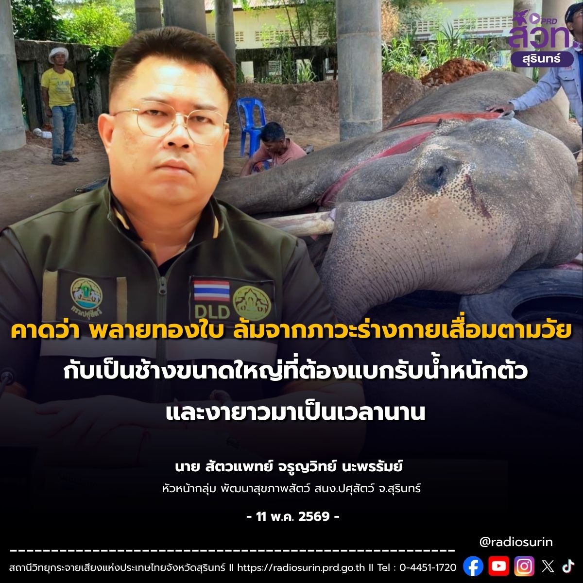 สิ้นตำนาน "พลายทองใบ" ช้างเซเลบชื่อดังเมืองสุรินทร์ ล้มอย่างสงบในวัยชรา คาดสาเหตุจากร่างกายเสื่อมตามอายุขัยและหัวใจวาย