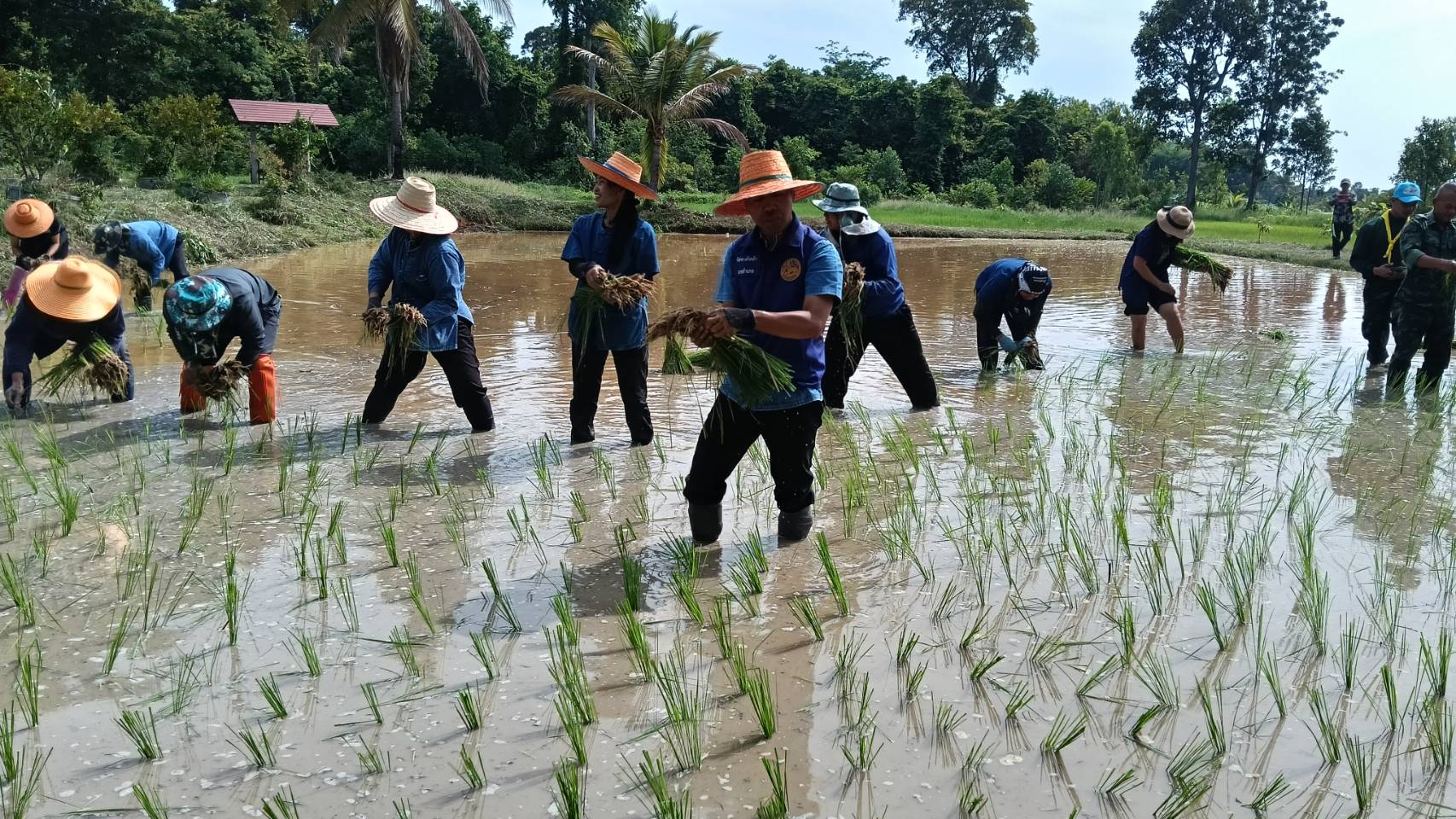 บัวเชดจัดกิจกรรมลงแขกดำนา สืบสานวิถีไทย ปลูกฝังเยาวชนอนุรักษ์เกษตรกรรม